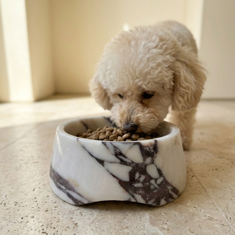 dog eating from marble pet bowl modern home interior